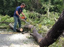 Best Tree Risk Assessment  in St James City, FL