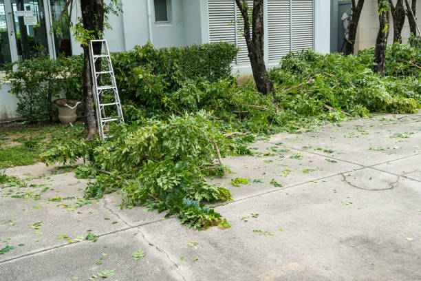 How Our Tree Care Process Works  in  St James City, FL