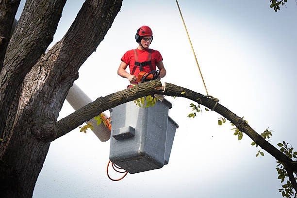 Best Root Management and Removal  in St James City, FL